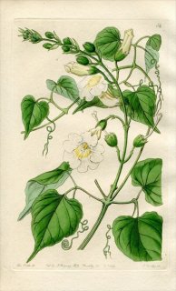 1844ǯ Edwards's Botanical Register No.54 Υ󥫥 եե° BIGNONIA Carolinae