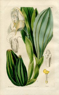 1844ǯ Edwards's Botanical Register No.60  󥰥° ANGULOA uniflora