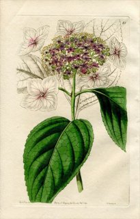 1844ǯ Edwards's Botanical Register No.61  ° ޥ HYDRANGEA japonica