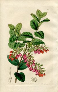 1844ǯ Edwards's Botanical Register No.62 ĥĥ å° GAYLUSSACIA Pseudovaccinium