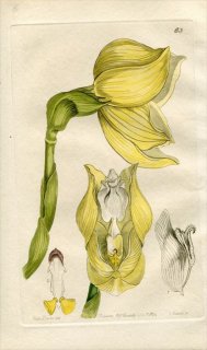 1844ǯ Edwards's Botanical Register No.63  󥰥° ANGULOA Clowesii