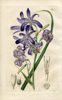 1844ǯ Edwards's Botanical Register No.66 ꥪ ꥪ° IXIOLIRION montanum