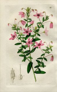 1844ǯ Edwards's Botanical Register No.67 ۥȥΥ ƥȥƥ° TETRATHECA hirsuta
