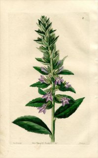 1846ǯ Edwards's Botanical Register No.6 祦 ٥ꥢ° LOBELIA glandulosa