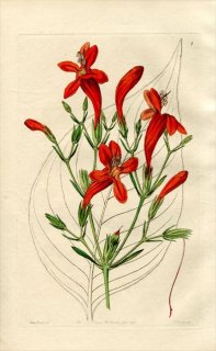 1846年 Edwards's Botanical Register No.7 キツネノマゴ科 ルエリア属 RUELLIA macrophylla