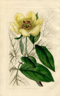 1846ǯ Edwards's Botanical Register No.9 ܥ ܥ° PAEONIA Wittmanniana