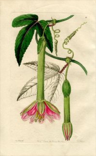 1846ǯ Edwards's Botanical Register No.11 ȥ ˥° TACSONIA mollissima