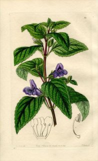 1846ǯ Edwards's Botanical Register No.16 Х ǥΥ° PTEROSTIGMA grandiflorum