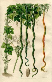 1846ǯ Edwards's Botanical Register No.18  饹° TRICHOSANTHES colubrina
