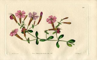 1846ǯ Edwards's Botanical Register No.20 ʥǥ ޥƥ° SILENE Schafta