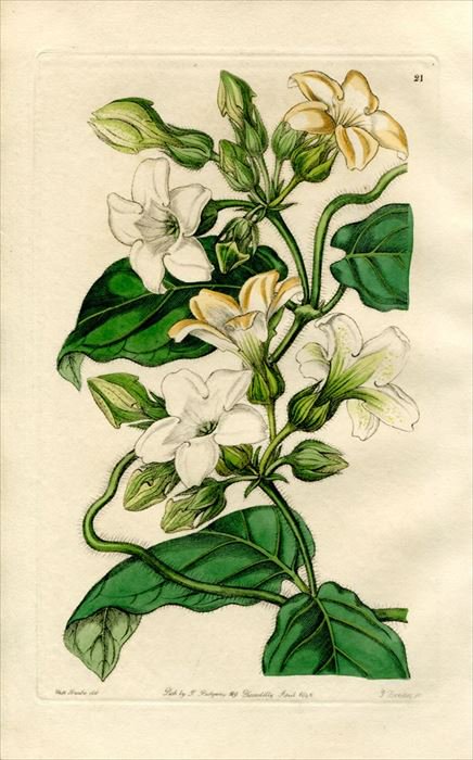 1846年 Edwards S Botanical Register No 21 キョウチクトウ科 Schubertia Graveolens アンティークプリント ボタニカルアート 博物画の通販サイト Spirito Di Artigiano