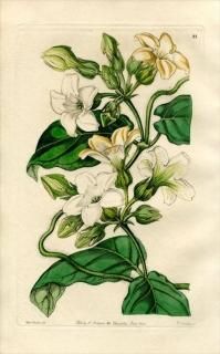 1846ǯ Edwards's Botanical Register No.21 祦ȥ ޥԥ° SCHUBERTIA graveolens