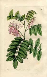 1846ǯ Edwards's Botanical Register No.22 ޥ ޥĥʥ° ˥ե INDIGOFERA decora