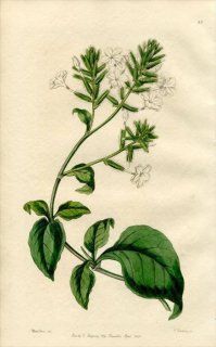 1846ǯ Edwards's Botanical Register No.23 ޥĲ ޥĥ° ޥĥ PLUMBAGO zeylanica