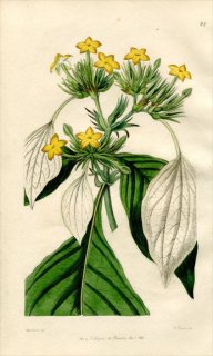 1846ǯ Edwards's Botanical Register No.24 Ͳ å° MUSSAENDA macrophylla