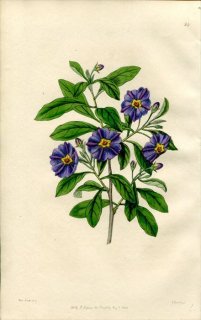 1846ǯ Edwards's Botanical Register No.25 ʥ ʥ° SOLANUM lycioides