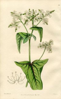 1846ǯ Edwards's Botanical Register No.26 ǲ ° 㥯꥽ FAGOPYRUM cymosum