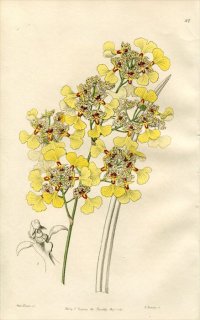 1846ǯ Edwards's Botanical Register No.27  ȥꥳȥ° ONCIDIUM lacerum
