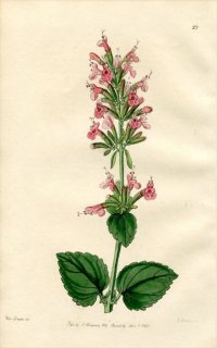 1846ǯ Edwards's Botanical Register No.29  ɥͥ° CEDRONELLA pallida