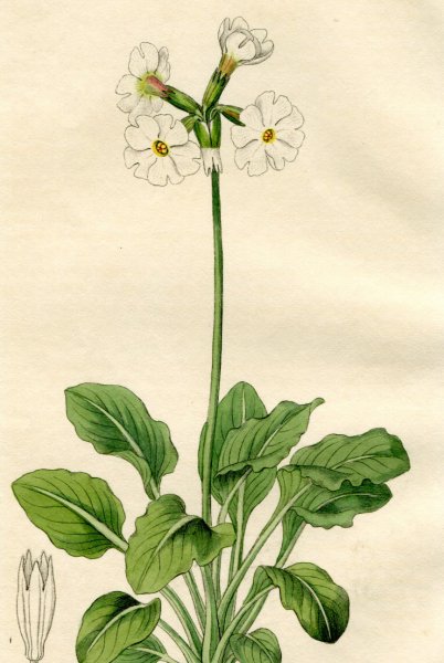 1846年 Edwards's Botanical Register No.31 サクラソウ科 サクラソウ