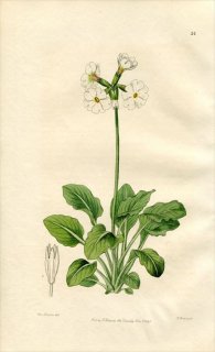 1846ǯ Edwards's Botanical Register No.31 饽 饽° PRIMULA involucrata