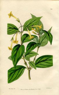 1846ǯ Edwards's Botanical Register No.32 Ͳ ֥Хǥ° BOUVARDIA flava
