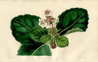 1846ǯ Edwards's Botanical Register No.33 業Υ ҥޥ業Υ° SAXIFRAGA thysanodes