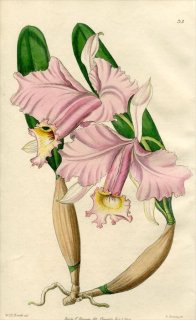 1846ǯ Edwards's Botanical Register No.35  ȥ° CATTLEYA Lemoniana