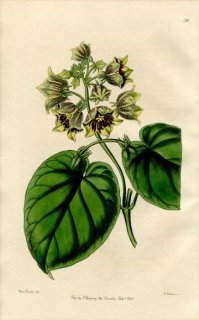 1846ǯ Edwards's Botanical Register No.36 祦ȥ 륳ƥ° SARCOSTEMMA campanulatum