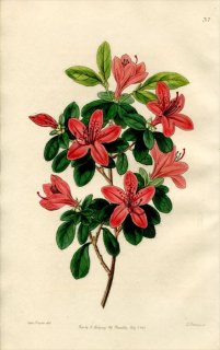 1846ǯ Edwards's Botanical Register No.37 ĥĥ ĥĥ° AZALEA obtusa ĥ