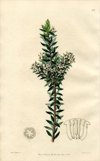 1846ǯ Edwards's Botanical Register No.38 ĥĥ ѥꥹ° EPACRIS dubia