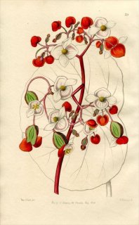 1846ǯ Edwards's Botanical Register No.39 奦ɥ ٥˥° BEGONIA albo-coccinea