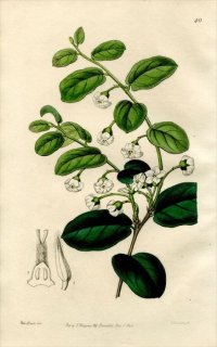 1846ǯ Edwards's Botanical Register No.40 Υ ǥԥ° ROYENA lucida