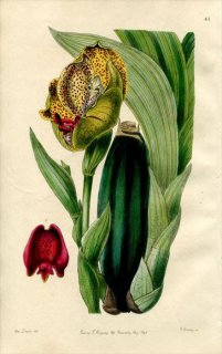 1846ǯ Edwards's Botanical Register No.41  󥰥° ANGULOA Ruckeri