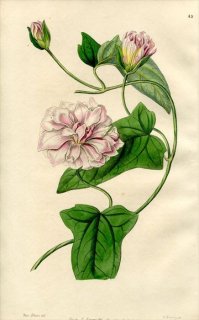 1846ǯ Edwards's Botanical Register No.42 ҥ륬 ҥ륬° ҥ륬 CALYSTEGIA pubescens