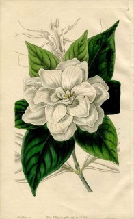 1846ǯ Edwards's Botanical Register No.43 Ͳ ʥ° GARDENIA florida