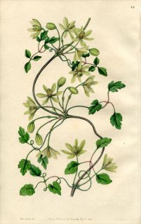 1846ǯ Edwards's Botanical Register No.44 ݥ ˥󥽥° ޥ CLEMATIS hexasepala
