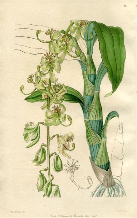 1846年 Edwards's Botanical Register No.46 ラン科 キクノケス属 CYCNOCHES Egertonianum  - アンティークプリント 博物画 ボタニカルアートの通販サイト Spirito di Artigiano
