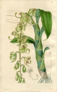 1846ǯ Edwards's Botanical Register No.46  Υ° CYCNOCHES Egertonianum