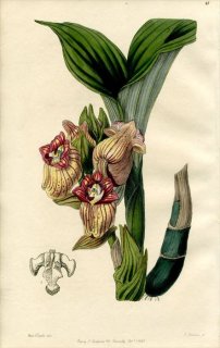 1846ǯ Edwards's Botanical Register No.47  ȥեåԥ° 쥤祦 ACANTHOPHIPPIUM javanicum