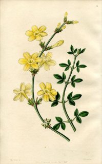 1846ǯ Edwards's Botanical Register No.48 ⥯ ° Х JASMINUM nudiflorum