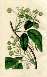 1846ǯ Edwards's Botanical Register No.49 Ӳ ° HOLBOELLIA latifolia