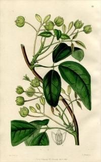1846ǯ Edwards's Botanical Register No.49 Ӳ ° HOLBOELLIA latifolia