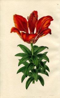 1846ǯ Edwards's Botanical Register No.50  ° LILIUM sanguineum