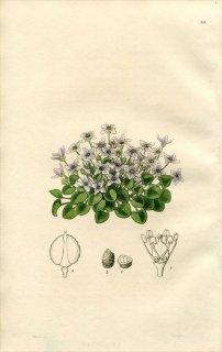 1846ǯ Edwards's Botanical Register No.51 ֥ʲ Υץǥ° IONOPSIDIUM acaule