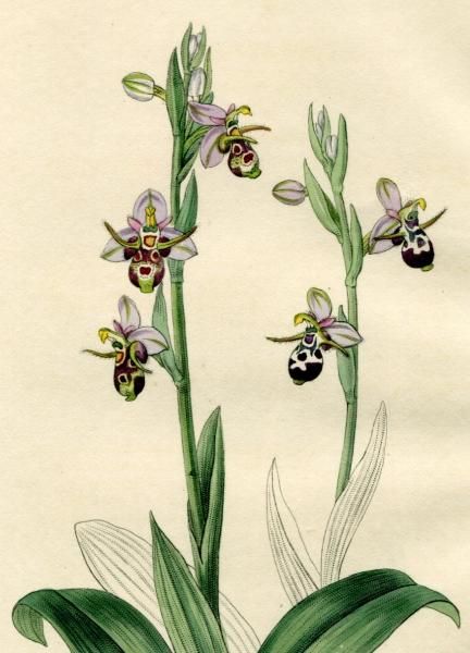 1846年 Edwards's Botanical Register No.52 ラン科 オフリス属
