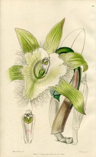1846ǯ Edwards's Botanical Register No.53  ֥åܥ° BRASAVOLA Digbyana