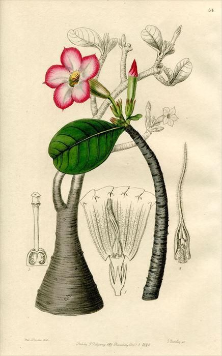 1846年 Edwards S Botanical Register No 54 キョウチクトウ科 アデニウム属 Adenium Honghel 多肉植物 アンティークプリント ボタニカルアート 博物画の通販サイト Spirito Di Artigiano