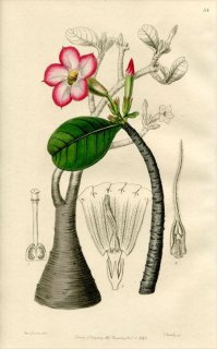 1846ǯ Edwards's Botanical Register No.54 祦ȥ ǥ˥° ADENIUM Honghel ¿ʪ