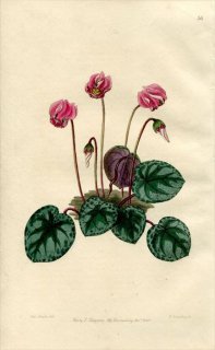 1846ǯ Edwards's Botanical Register No.56 饽 ° CYCLAMEN littorale